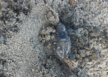 Una notte speciale sulla spiaggia di Latina: nate 20 tartarughine Caretta caretta