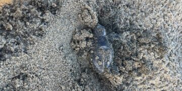 Una notte speciale sulla spiaggia di Latina: nate 20 tartarughine Caretta caretta