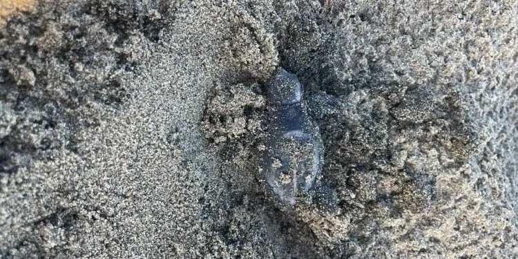 Una notte speciale sulla spiaggia di Latina: nate 20 tartarughine Caretta caretta