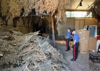 Sezze: sembrava un normale capannone, ma dentro nascondeva un tesoro illegale da 480 kg