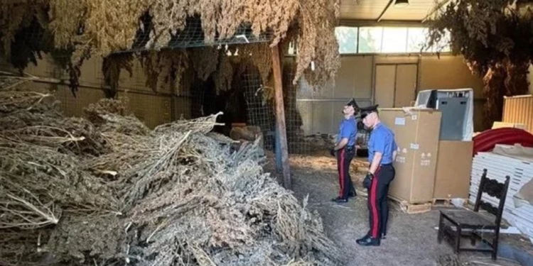 Sezze: sembrava un normale capannone, ma dentro nascondeva un tesoro illegale da 480 kg