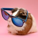 Logo del gruppo Animali ed Oggetti Smarriti - Sociale